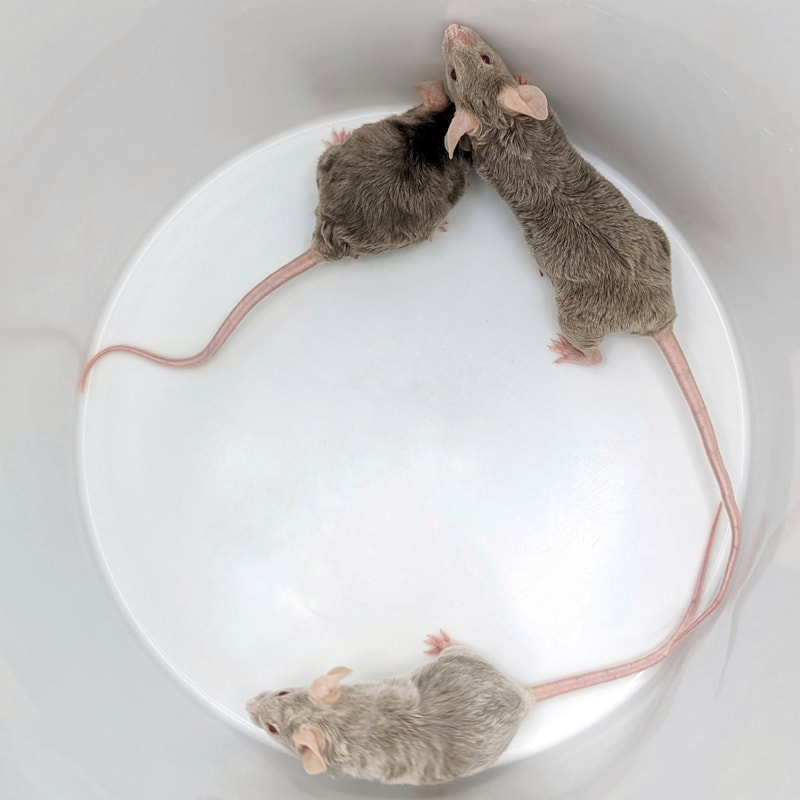 baby pet mice